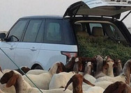 يحول "رينج روفر" إلى "حظيرة" أغنام!