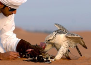 موسم الصقور والقنص