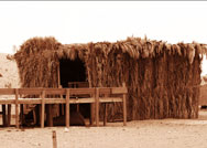 10 استخدامات لشجرة الصحراء