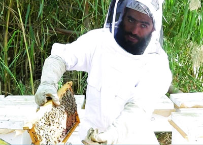 نحل حتا يحول حياة مواطن إلى عسل
