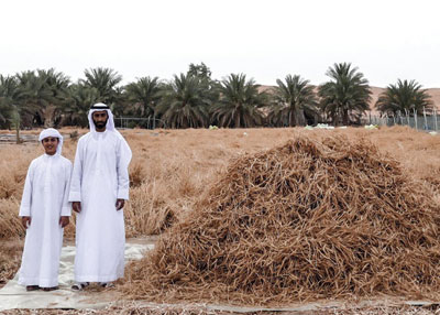 مواطن من «ليوا» ينجح في زراعة القمح