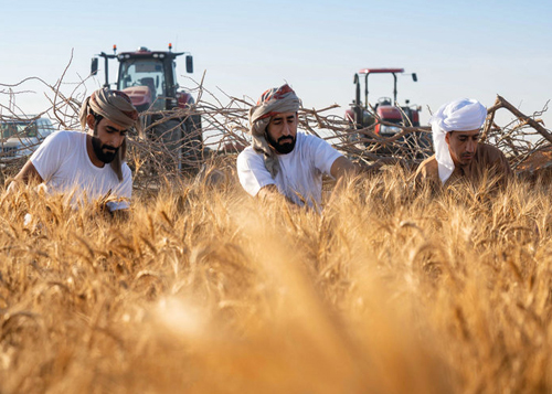 «سبع سنابل» يحصل على علامة «صنع في الإمارات»