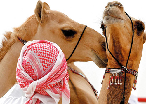 مهرجان الظفرة يطلق مسابقة شعرية في «وصف الإبل»