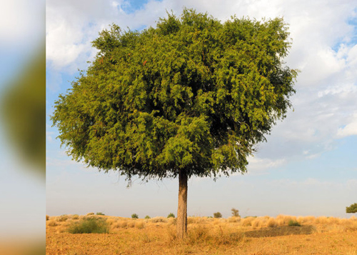 أشجار الغاف.. ثروة الإمارات وكنزها الأخضر