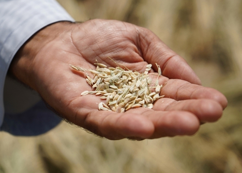 أرز الإمارات ينبت ويقهر الصحراء