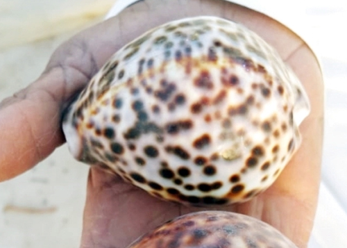 «البعو».. هدية الشواطئ