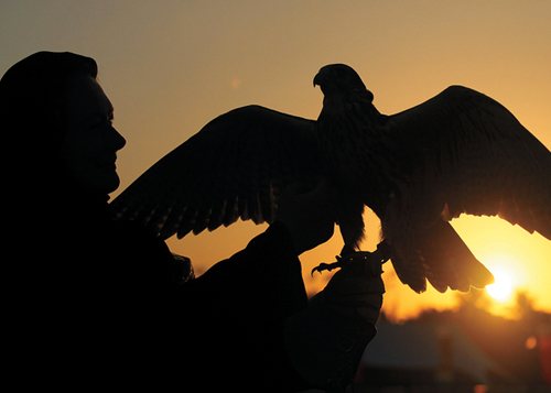 10 أعوام على تسجيل الصقارة في «اليونسكو»